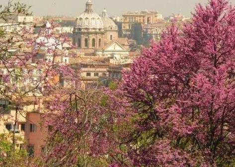 Цветущие деревья в Риме в феврале.