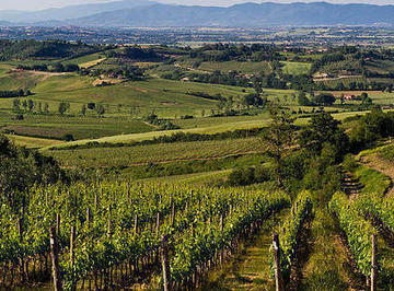 Виноградники Монтальчино в Италии.
