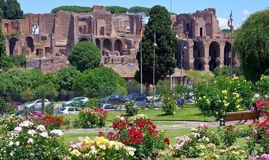 Цветущие розовые кусты в Риме в мае.