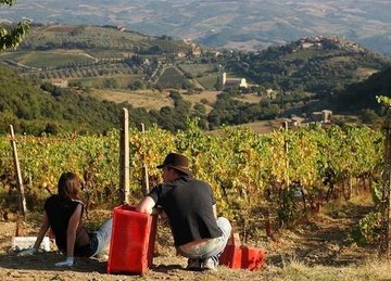 виноградники в Тоскане