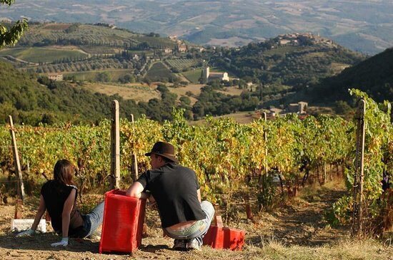 Долина с виноградниками Монтепульчано.&nbsp;