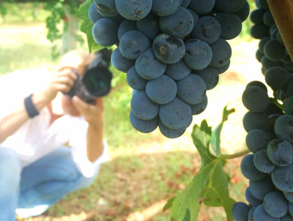 Посетитель винодельни фотографирует созревший виноград.